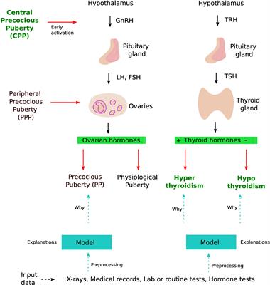 An overview of deep learning applications in precocious puberty and thyroid dysfunction